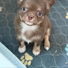 Rue - Chocolate and tan male Chihuahua puppy in Newport Beach, California from Exotic City Pomeranians and chihuahuas