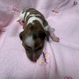 Girl 1 - Dapple female Dachshund puppy in Columbiana, Alabama from Tonya's Dachshunds