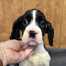 Shredder - Black and white English Springer Spaniel puppy in Duncansville, Pennsylvania from Paylie Springers