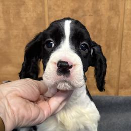 Shredder - Black and white English Springer Spaniel puppy in Duncansville, Pennsylvania from Paylie Springers