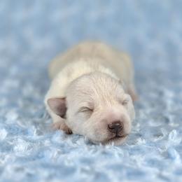 Teddy - White male Miniature Schnauzer puppy in Ely, Nevada from Great Basin Miniature Schnauzers