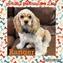 Ranger - Cocker Spaniel