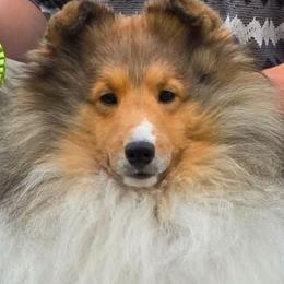 Pike - Shetland Sheepdog