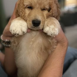 Goldendoodle Puppies from Teddy Grace Doodles