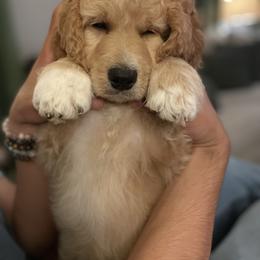 Goldendoodle Puppies from Teddy Grace Doodles