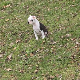 Boston Terrier Puppies from Quinn's Kennels