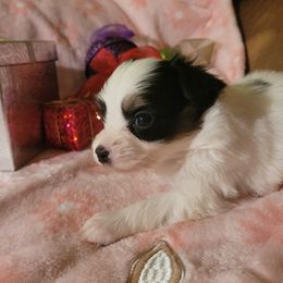 Tri female 1 - White black and tan female Papillon puppy in Florida from Tammy's Papillon Playpen