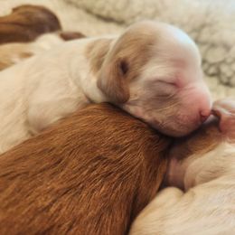 Cavapoo and Poodle Puppies from Salt Creek Doodles