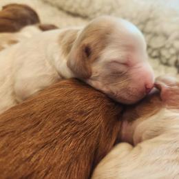 Cavapoo and Poodle Puppies from Salt Creek Doodles