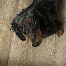 Bella - Dachshund