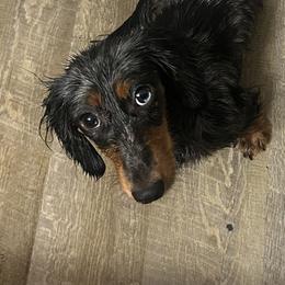 Bella - Dachshund