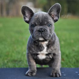 French Bulldog Puppies from Bullish Pride