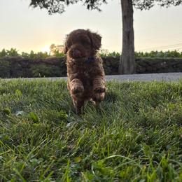 River - Red male Cavapoo puppy in East Earl, Pennsylvania from White Creek