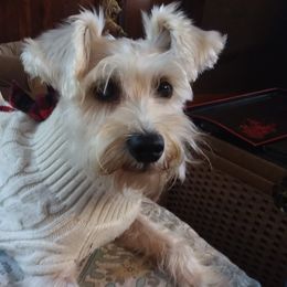 Miniature Schnauzers from A+Schnauzer Lovers of Greenville