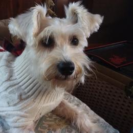 Miniature Schnauzers from A+Schnauzer Lovers of Greenville