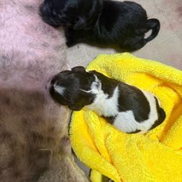 Pics coming soon - Brown female Cockapoo puppy in Yuciapa, California from AlltheDoodlez_