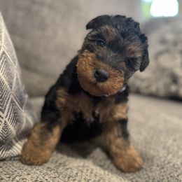 Belle- Light Purple - Black and tan female Welsh Terrier puppy in Licking, Missouri from Bean Creek Dachshunds & Terriers