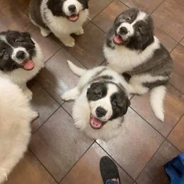 Pyrenean Mastiff Puppies from Estrella Polar Pyrenean Mastiffs