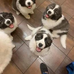 Pyrenean Mastiff Puppies from Estrella Polar Pyrenean Mastiffs