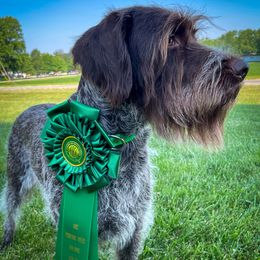 Wirehaired Pointing Griffons from Black Watch Griffons