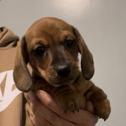 Dachshunds from Hashtag Minis