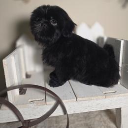 Tucker - Black male Shih Tzu puppy in Kings Mountain, North Carolina from Britany's Shih Tzus