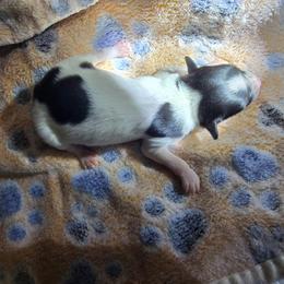 CHAI - White black and tan male Papillon puppy in Hollister, Missouri from Swan Creek Kennel