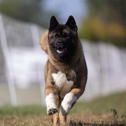 Tymber - Akita