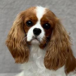 Skyla - Cavalier King Charles Spaniel