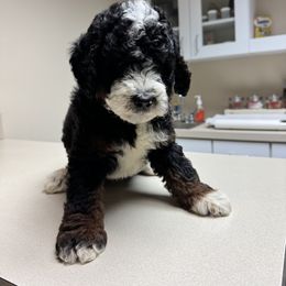 Bernedoodle, Bernese Mountain Dog, Cavalier King Charles Spaniel, and Goldendoodle Puppies from Adventure Doodles Of East TN