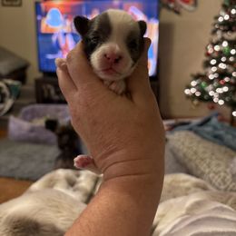 Bloom - Parti female Yorkshire Terrier puppy in Lamar, Missouri from Carney Kennels
