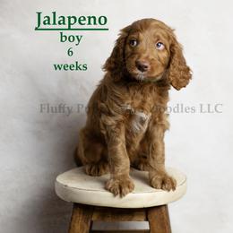 Jalapeno (green collar) boy - Red  male Goldendoodle puppy in Corona, California from Fluffy Puppy Mini Doodles LLC