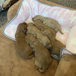 Maple Girl 3 - Apricot female Goldendoodle puppy in Sugarcreek, Ohio from True Hearted Doodles