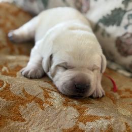 Boy 1- reserved for Molly Heinz - Yellow male Labrador Retriever puppy in Isanti, Minnesota from Four Corners Family Labs