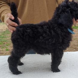 Douglas (boy) - light blue collar - Blue male Poodle puppy in Tullahoma, Tennessee from Peaceful Valley Poodles