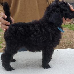 Douglas (boy) - light blue collar - Blue male Poodle puppy in Tullahoma, Tennessee from Peaceful Valley Poodles