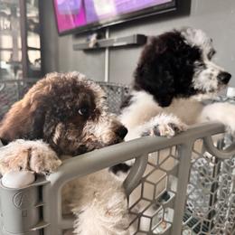 Bernedoodle, Cockapoo, and Goldendoodle Puppies from Avery Doodle Day LLC