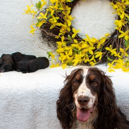 Goldendoodle and Springerdoodle Puppies from Springerdoodles Plus AZ