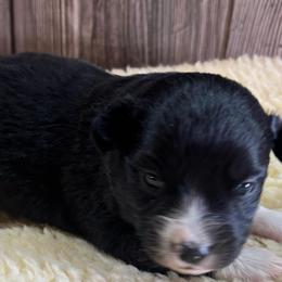 Layla - Black & white female Miniature Australian Shepherd puppy in Geary, Oklahoma from Helm Farms Aussies