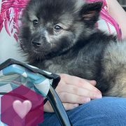 "Coo-coo" Keeshond Puppies from Kozy Keeshonden