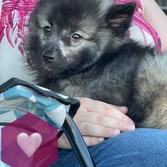"Coo-coo" Keeshond Puppies from Kozy Keeshonden