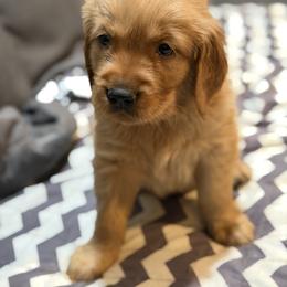 Boy 3 - male Golden Retriever puppy in Salem, Oregon from Baker’s Goldens