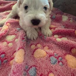 Which Chocolate Female 1 - White female Miniature Schnauzer puppy in Pearland, Texas from K & S Schnauzers