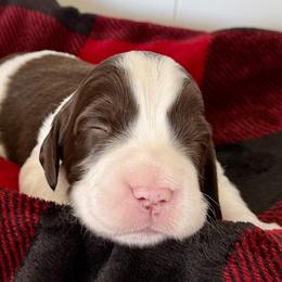 Green Collar - Liver and white male English Springer Spaniel puppy in Tea, South Dakota from Mindy Haliburton