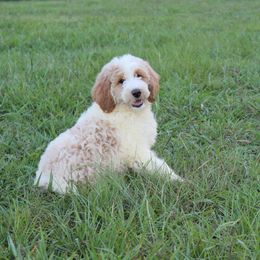 Maverick - Merle male Goldendoodle puppy in Charleston, Arkansas from Lazy S Aussies
