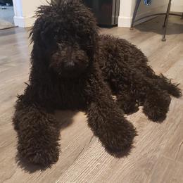 Goldendoodle and Poodle All Grown Up from Cristin's Poodles