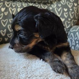 Liberty - Phantom female Goldendoodle puppy in Kansas City, Missouri from Poppy's Doodles