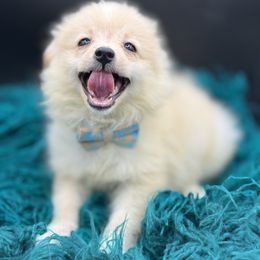 Cotton - Cream male Pomeranian puppy in Franklin, North Carolina from A&J cutie pawtooties