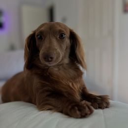 Luna - Dachshund