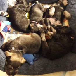 Miniature Schnauzer Puppies from Starbound Miniture Schnauzer's